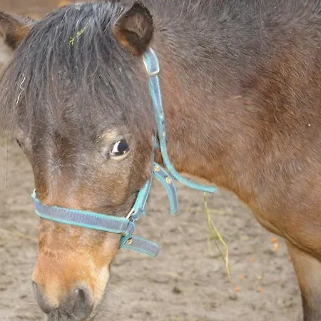 Thalerhof 招待所 3*