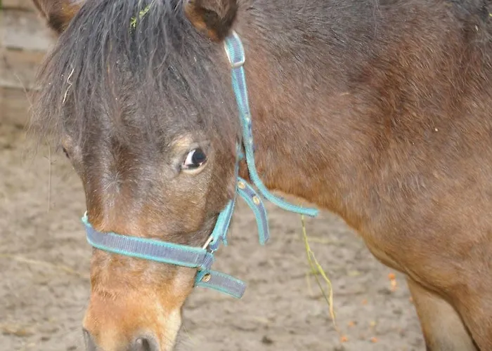 Thalerhof Гостевой дом 3*