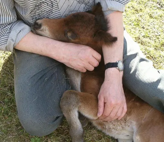 Thalerhof Гостевой дом 3*